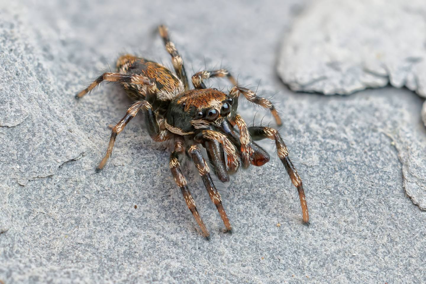 Salticidae da identificare